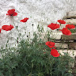 Meet your Posher, Diana